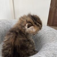 画像23683：スコティッシュフォールド<br>マリモ　ホワイトバンちゃん立ち耳