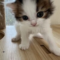 画像23706：スコティッシュフォールド<br>マリモ　ホワイトバンちゃん立ち耳