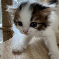 画像23707：スコティッシュフォールド<br>マリモ　ホワイトバンちゃん立ち耳