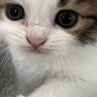画像23708：スコティッシュフォールド<br>マリモ　ホワイトバンちゃん立ち耳