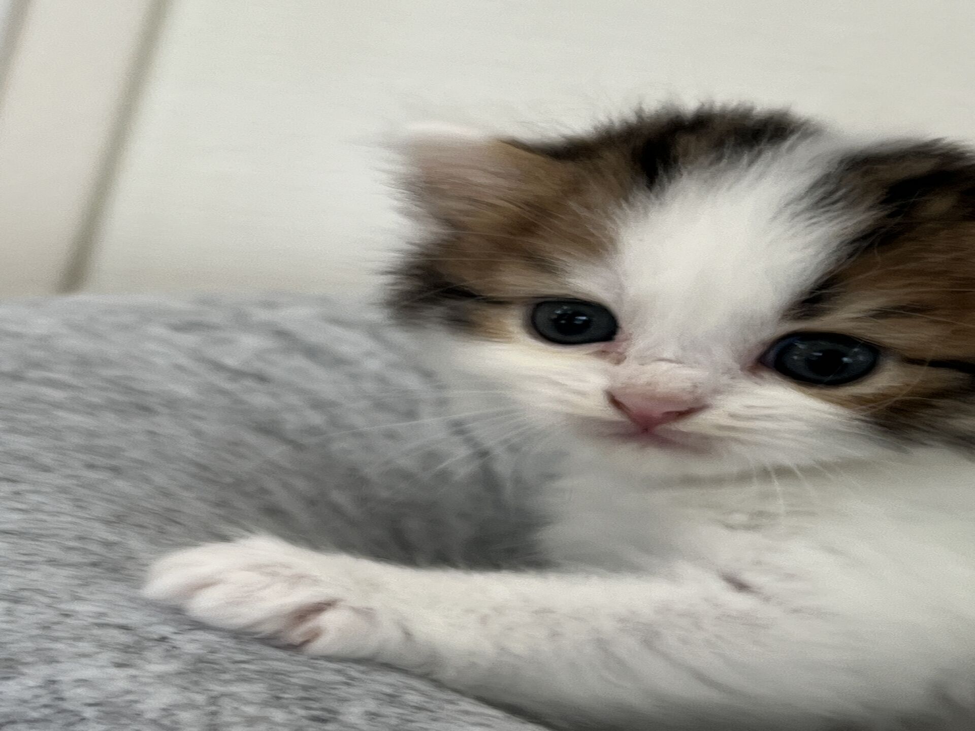 スコティッシュフォールドマリモ　ホワイトバンちゃん立ち耳