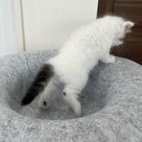 画像23710：スコティッシュフォールド<br>マリモ　ホワイトバンちゃん立ち耳