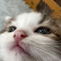 画像23712：スコティッシュフォールド<br>マリモ　ホワイトバンちゃん立ち耳