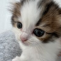 画像23717：スコティッシュフォールド<br>マリモ　ホワイトバンちゃん立ち耳