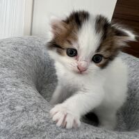 画像23720：スコティッシュフォールド<br>マリモ　ホワイトバンちゃん立ち耳