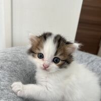画像23721：スコティッシュフォールド<br>マリモ　ホワイトバンちゃん立ち耳
