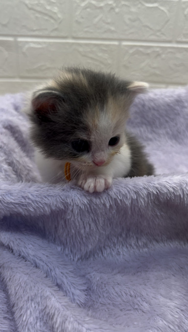 エキゾチックショートヘア　オモチ　きいろちゃん