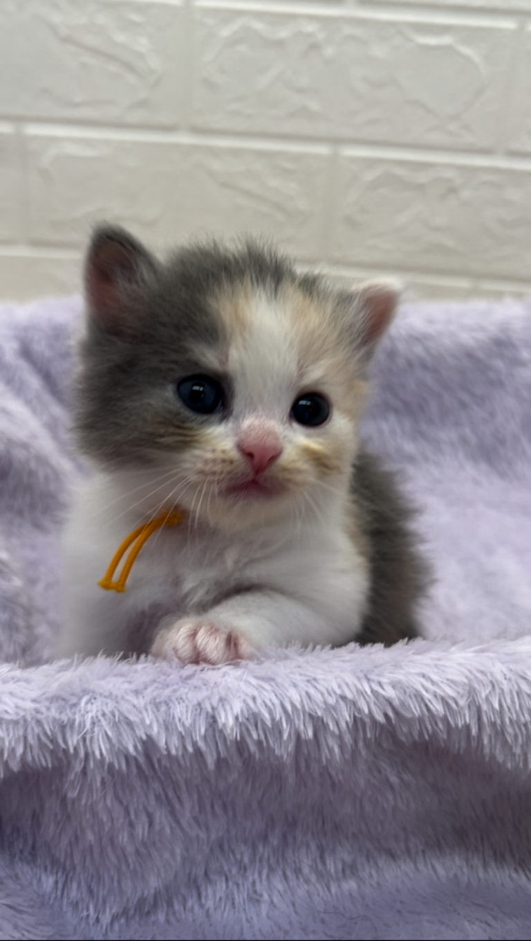 エキゾチックショートヘア　オモチ　きいろちゃん