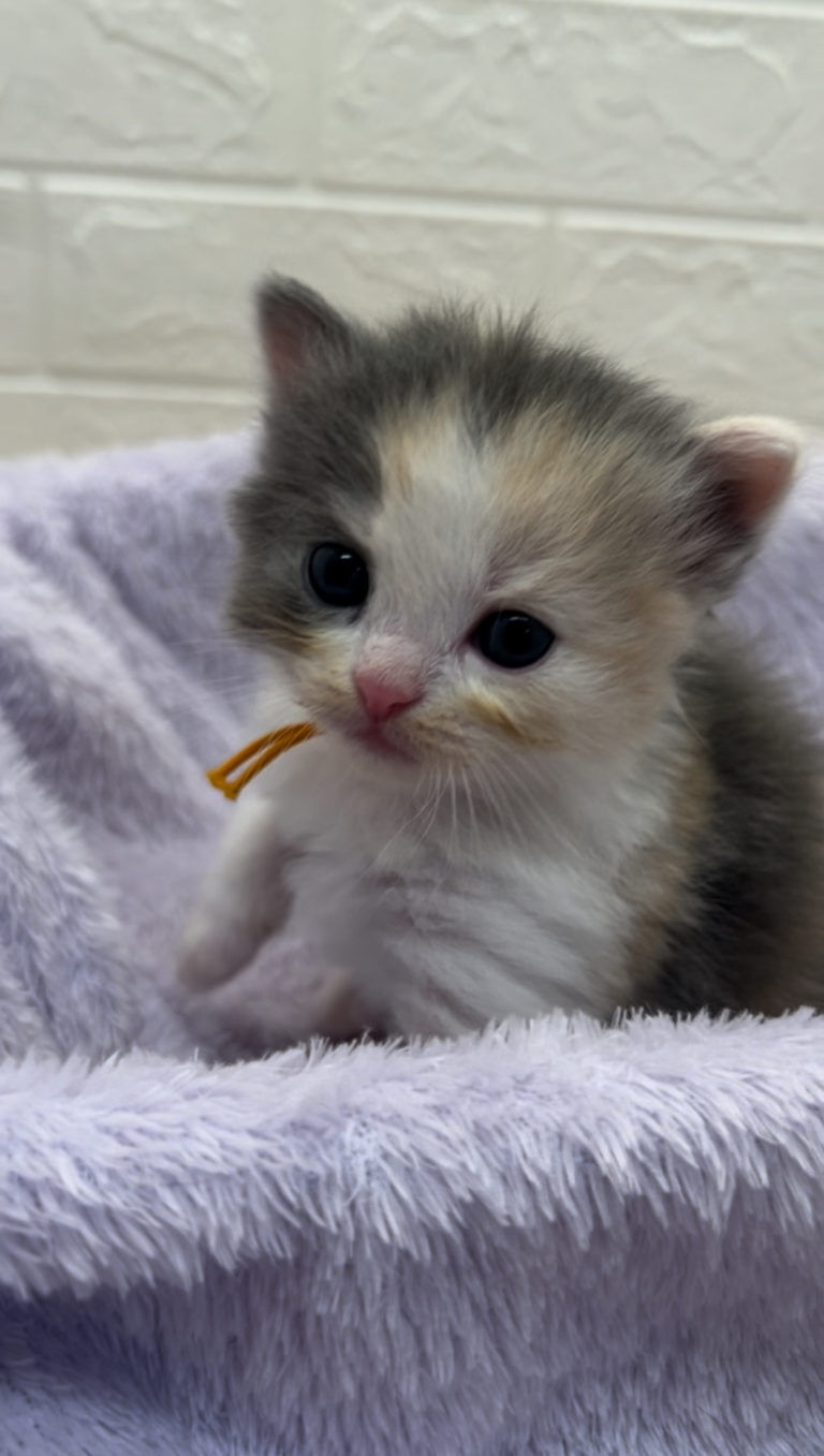 エキゾチックショートヘア　オモチ　きいろちゃん