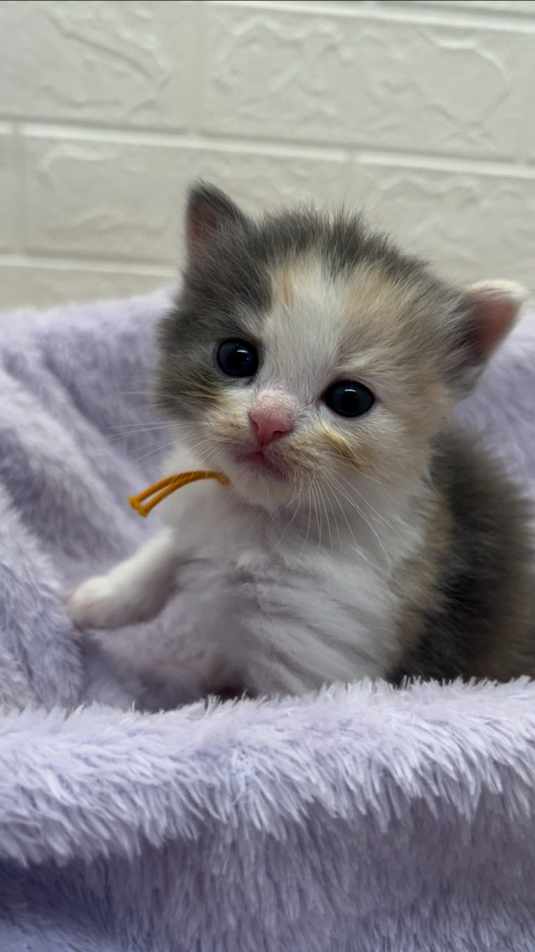 エキゾチックショートヘア　オモチ　きいろちゃん