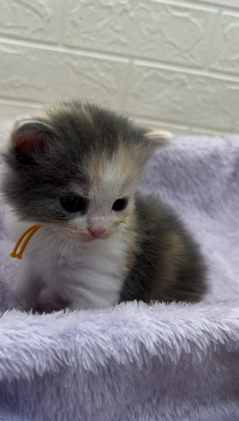 エキゾチックショートヘア　オモチ　きいろちゃん