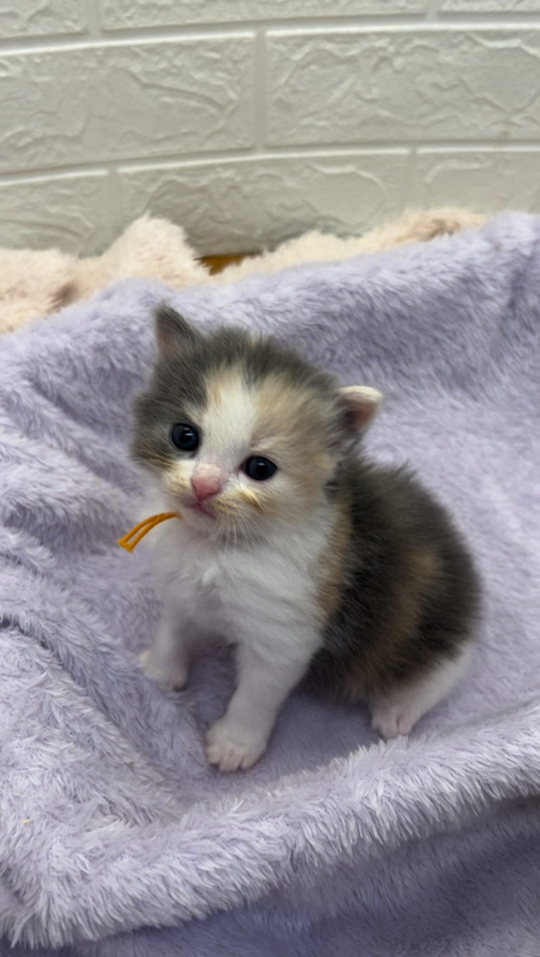 エキゾチックショートヘア　オモチ　きいろちゃん