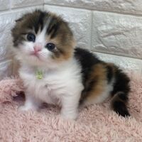 画像3870：エキゾチックショートヘア<br>　オモチ　きいろちゃん