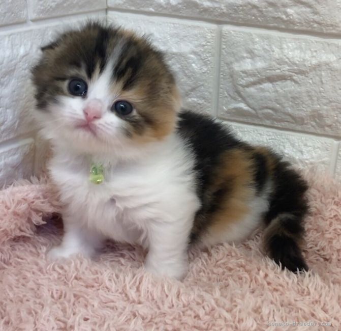 エキゾチックショートヘア　オモチ　きいろちゃん