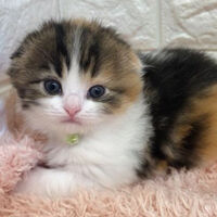 画像3871：エキゾチックショートヘア<br>　オモチ　きいろちゃん