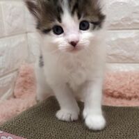 画像4001：エキゾチックショートヘア<br>　オモチ　きいろちゃん