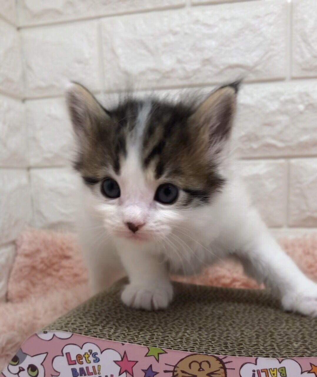 エキゾチックショートヘア　オモチ　きいろちゃん