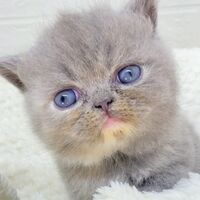 画像4288：エキゾチックショートヘア<br>　オモチ　きいろちゃん