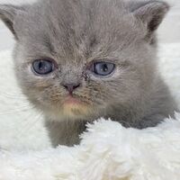 画像4289：エキゾチックショートヘア<br>　オモチ　きいろちゃん