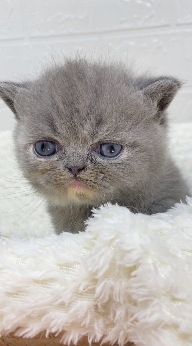 エキゾチックショートヘア　オモチ　きいろちゃん