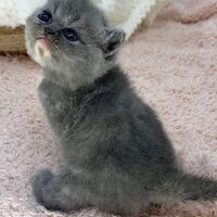 画像4290：エキゾチックショートヘア<br>　オモチ　きいろちゃん