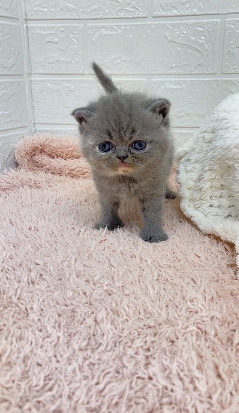 エキゾチックショートヘア　オモチ　きいろちゃん