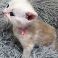 画像4344：エキゾチックショートヘア<br>　オモチ　きいろちゃん