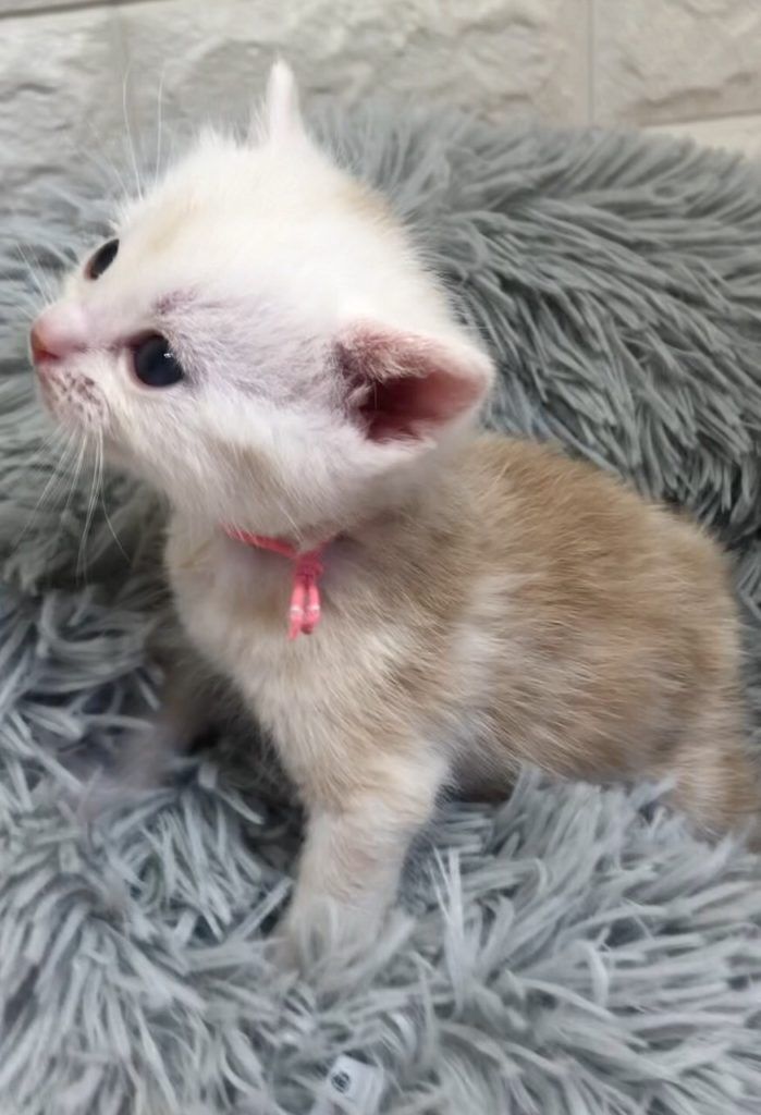 エキゾチックショートヘア　オモチ　きいろちゃん