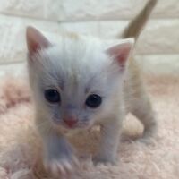 画像4345：エキゾチックショートヘア<br>　オモチ　きいろちゃん