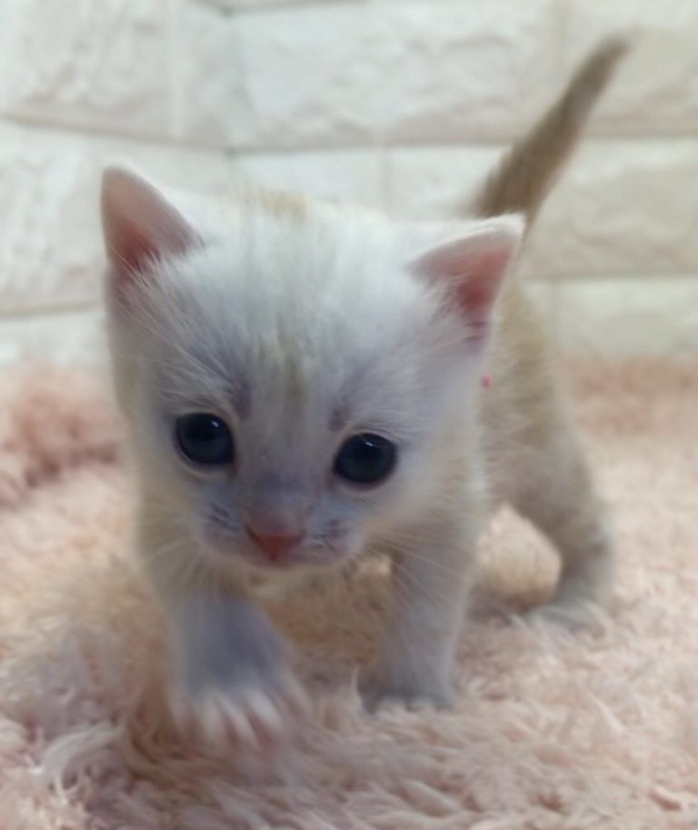 エキゾチックショートヘア　オモチ　きいろちゃん