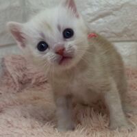 画像4346：エキゾチックショートヘア<br>　オモチ　きいろちゃん