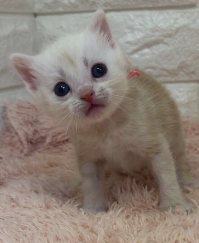 エキゾチックショートヘア　オモチ　きいろちゃん