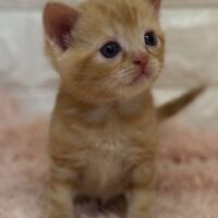 画像4560：エキゾチックショートヘア<br>　オモチ　きいろちゃん