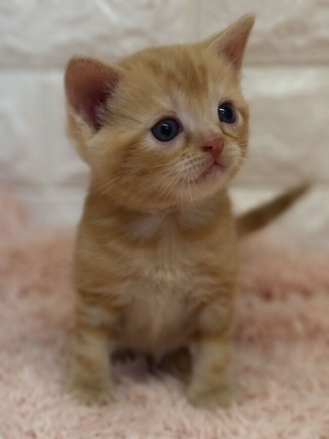エキゾチックショートヘア　オモチ　きいろちゃん
