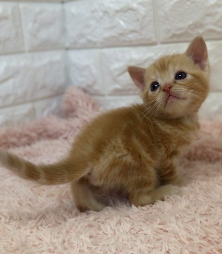 エキゾチックショートヘア　オモチ　きいろちゃん