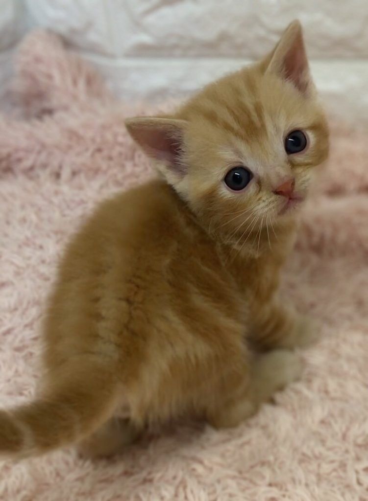 エキゾチックショートヘア　オモチ　きいろちゃん