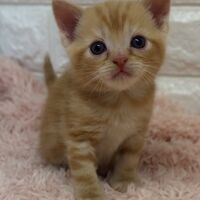 画像4563：エキゾチックショートヘア<br>　オモチ　きいろちゃん