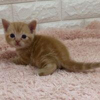 画像4564：エキゾチックショートヘア<br>　オモチ　きいろちゃん