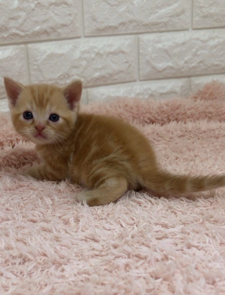 エキゾチックショートヘア　オモチ　きいろちゃん