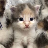 画像4640：エキゾチックショートヘア<br>　オモチ　きいろちゃん