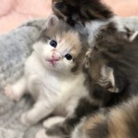 画像4641：エキゾチックショートヘア<br>　オモチ　きいろちゃん