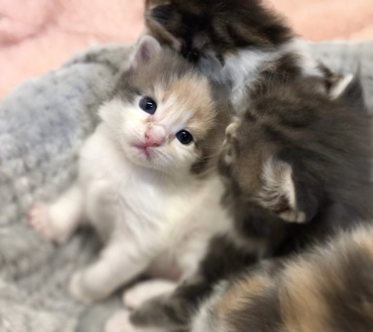 エキゾチックショートヘア　オモチ　きいろちゃん