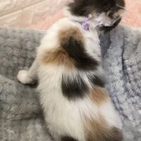 画像4642：エキゾチックショートヘア<br>　オモチ　きいろちゃん