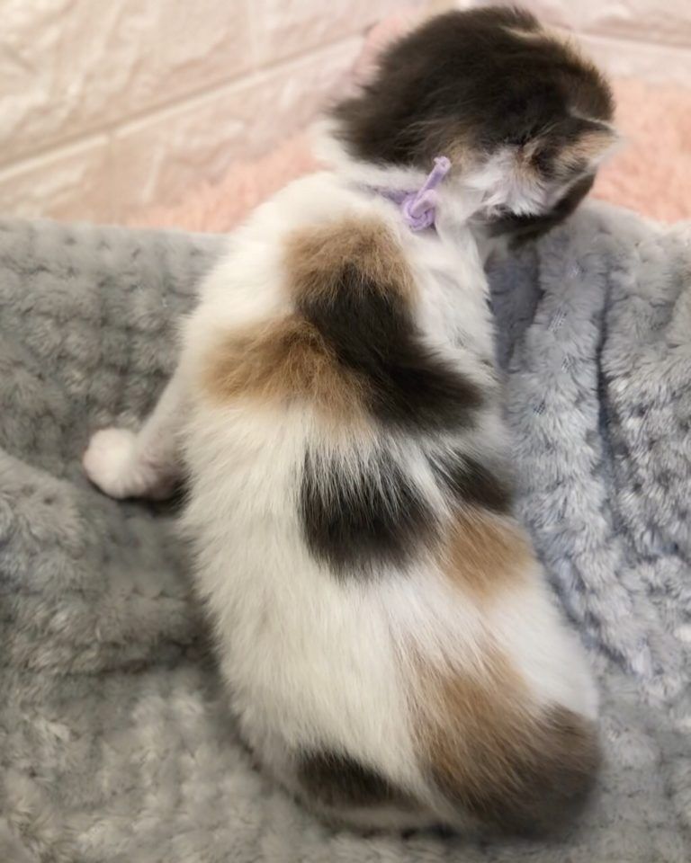 エキゾチックショートヘア　オモチ　きいろちゃん