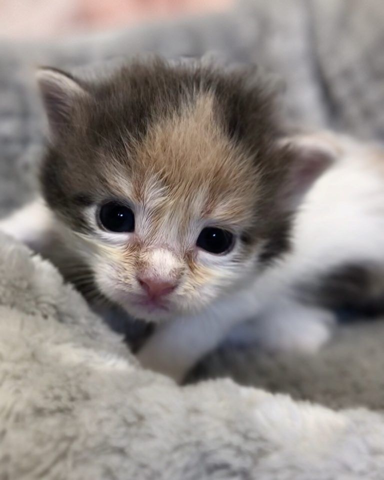 エキゾチックショートヘア　オモチ　きいろちゃん