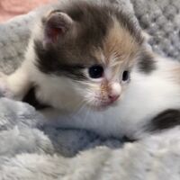 画像4644：エキゾチックショートヘア<br>　オモチ　きいろちゃん