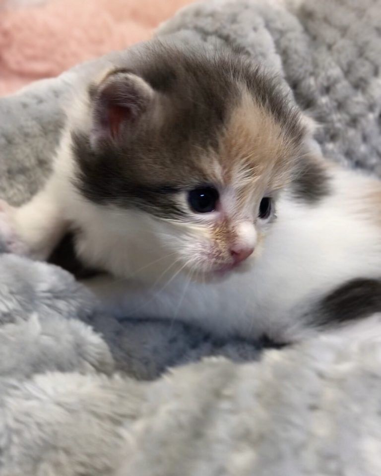 エキゾチックショートヘア　オモチ　きいろちゃん