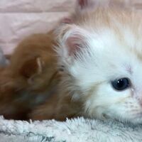 画像4704：エキゾチックショートヘア<br>　オモチ　きいろちゃん