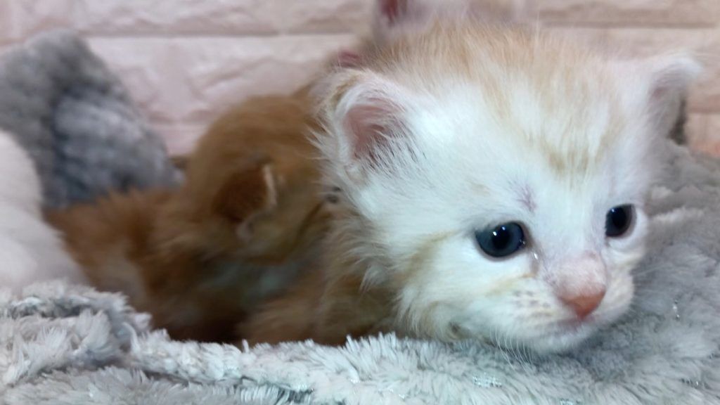 エキゾチックショートヘア　オモチ　きいろちゃん