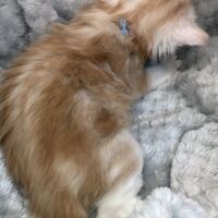 画像4705：エキゾチックショートヘア<br>　オモチ　きいろちゃん
